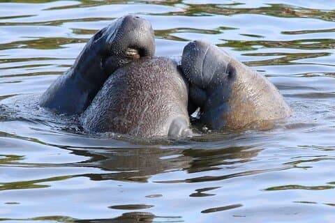 New Smyrna Mangrove Paddle & Mimosa Tour
