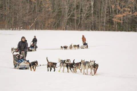 Ultimate Dog Sledding Tour - Day trip from Ottawa & Gatineau