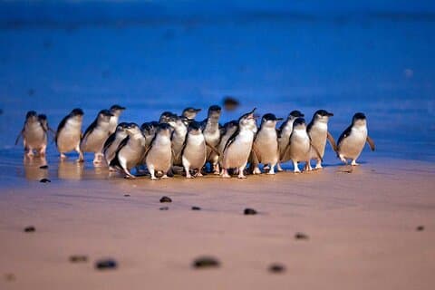 Penguin Parade Express Private Tour Melbourne til Phillip Island