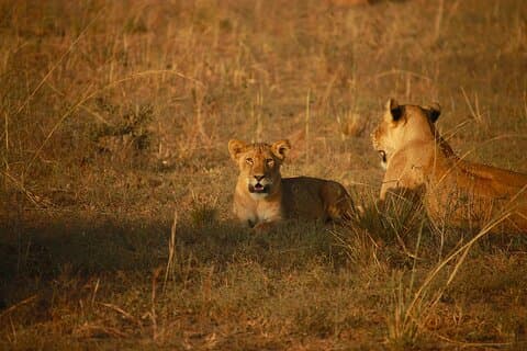 7 Tage Budget Safari Maasai Mara Nakuru Naivasha und Amboseli