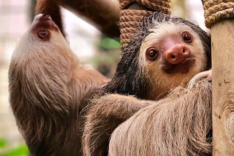 Guidad tur i Manuel Antonio nationalpark