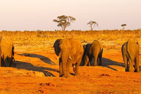 Hwange Safari de dia inteiro