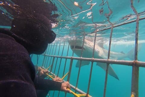 Tour de buceo en jaula de tiburón desde Ciudad del Cabo