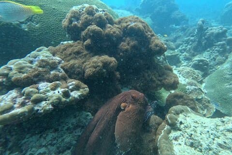 Phuket: Stunning Night Dive from the shore