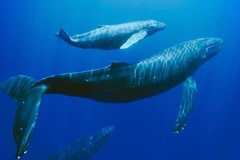 Mauritius: Swimming with Wild Dolphins & Whale Watching Sharing