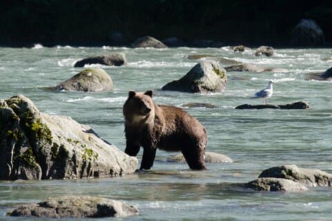 4 hours Chilkoot Lake Nature and Wildlife Viewing