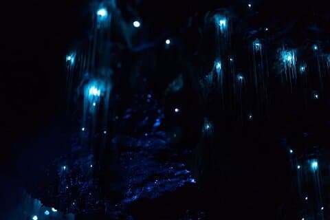 Voir les vers luisants secrets d'Auckland