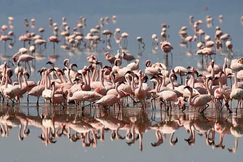 2 Tagestour zum Lake Nakuru, Naivasha und Hell's Gate ab Nairobi