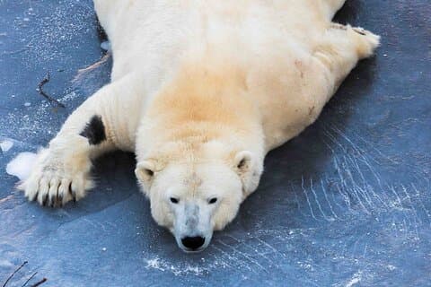 Rovaniemi Insider : Visita guiada en el zoo de Ranua