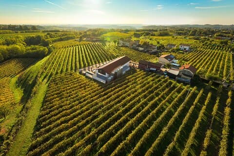 Guided tour and tasting 5 wines in the hills of Prosecco