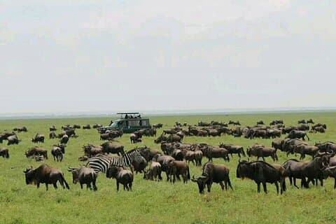 Luxury Arusha Safari: Giraffes, Lakes, canoeing & Mt. Meru Views