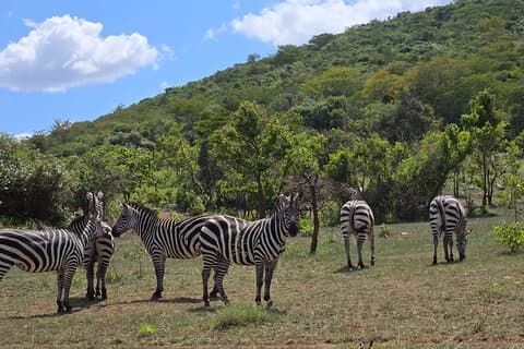 2 daagse Akagera National Park met boottocht op het meer van Lhema