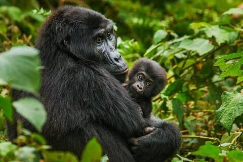 Trekking in gorilla di 3 giorni in Uganda e Lago Bunyonyi da Kigali