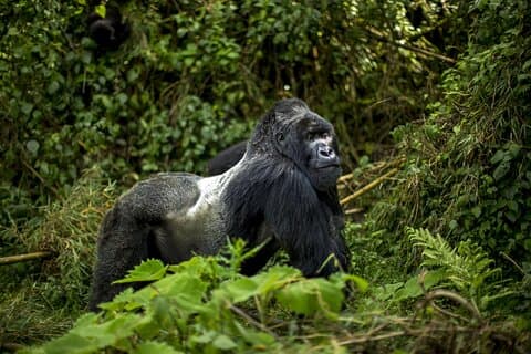 1 Tag Gorilla Trekking Safari Erlebnis in Ruanda