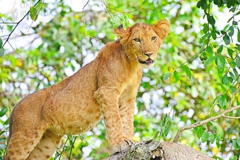 1 Day Akagera Game Drive Private Tour