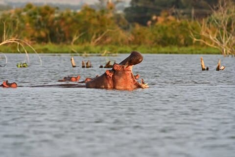 Um dia para o Parque Nacional de Nakuru e Lago Naivasha