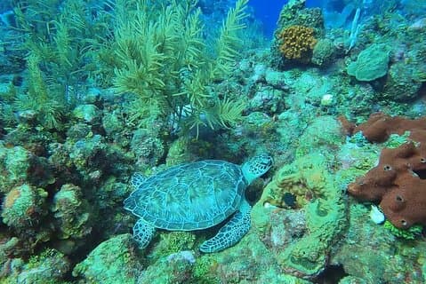 Private Animals Sanctuary Beach Snorkeling Adventure