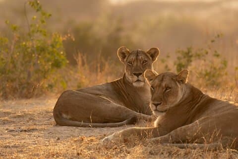 Luxury Safari in Tanzania for 3 Days