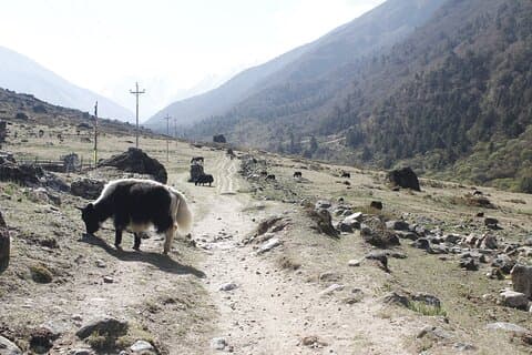 Langtang Trek da Kathmandu 7 Giorni
