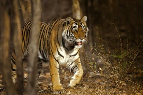 Dagstur från Jaipur till Ranthambore med Tiger Safari