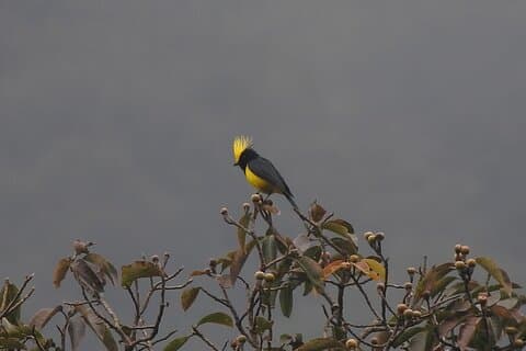 Birding in Chitwan: Birding in National Parks & Safe Vulture Zone