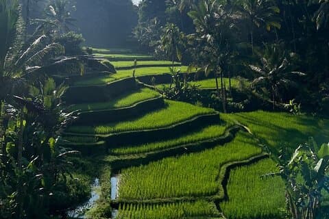 Det bästa med Ubud: Apskog, Risterrass, Vattenfall, Tempel