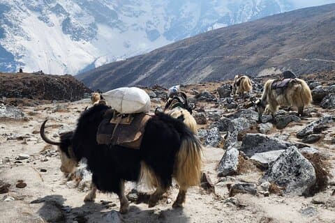 Everest Base Camp Trek von Kathmandu 12 Tage