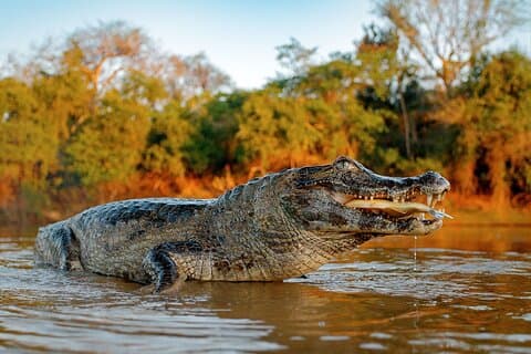 Amazonas Expedition 4 Tage Regenwald Amazonas ab Iquitos
