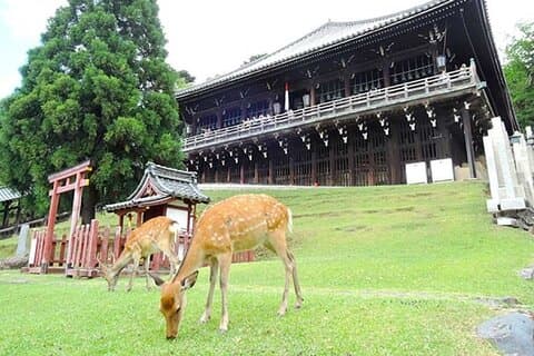 Kyoto Arashiyama Fushimi Inari Santuário Taisha e Parque de Nara