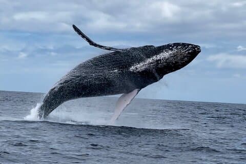 2 ore di Prime Time Maui Whale Watching