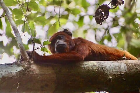 Puerto Maldonado: Jungle Adventure - Visite Sandoval 3D/2N