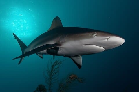 Requin Cage Diving Cape Town