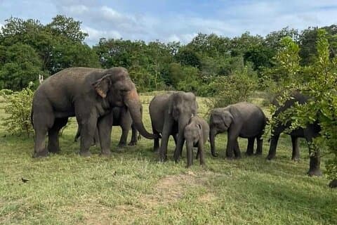 Excursão privada de 4 horas pelo Parque Nacional Udawalawe