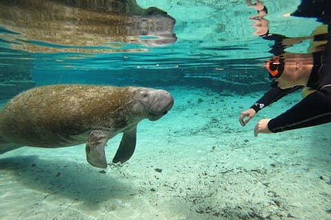 Classic Crystal River Manatee Swim Tour with Free Photos