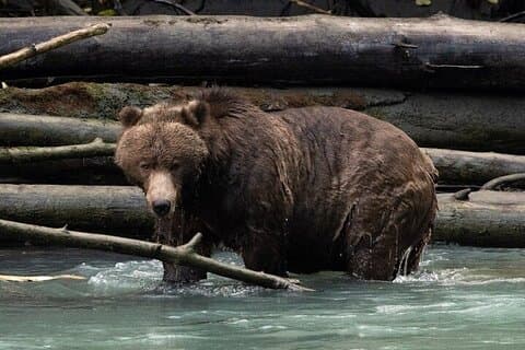 Toba Bjørne og Wildness Grizzly Bjørne Se i Campbell River