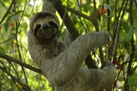 Puerto Limon Sloth Lovers and Tortuguero Canal Adventure