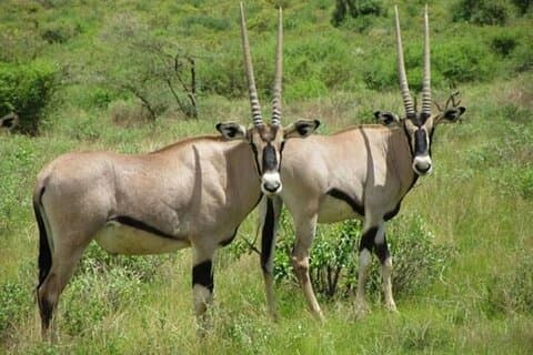 3 dagers privat safari i Samburu nasjonale reservat