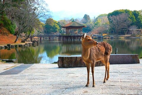 Nara Park, Osaka & Kobe from Kyoto Full Day tour