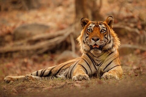 Excursion d'une journée de Jaipur à Ranthambore Safari