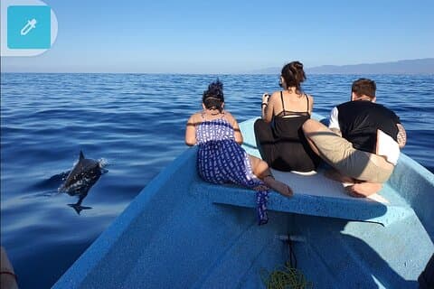 Whale & Dolphin Watching