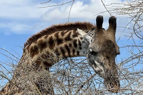 Tanzania Safari all-inclusive di 7 giorni nella natura