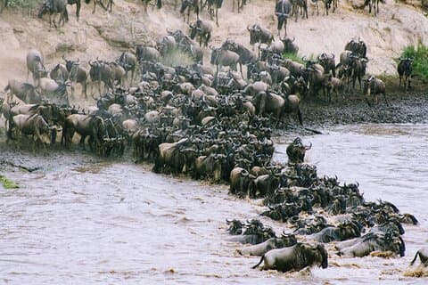 3-Day Masai Mara Wildebeest Migration 2026
