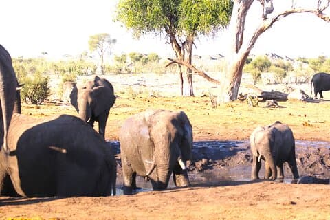 8-Day Vic-Falls, Chobe , Elephant Sands, Makgadikgadi & Okavango