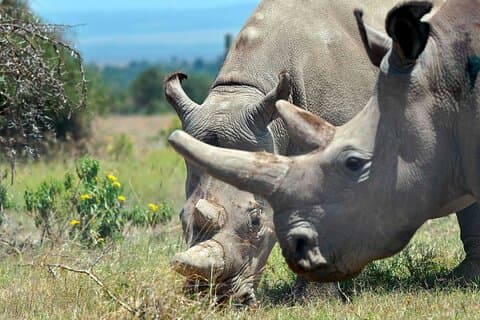 4 jours privé de luxe Ol Pejeta & Samburu Safari