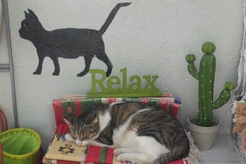 Aegina Town Cat lovers tour