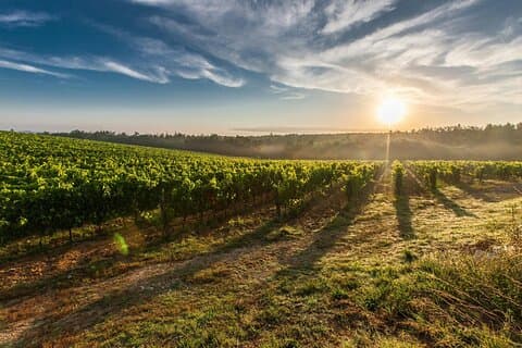 Visite privée serbe des vins Découvrez Srem et Fruška Gora