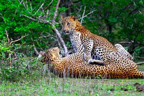 Yala National Park Safari Tours -Half Day & Full Day