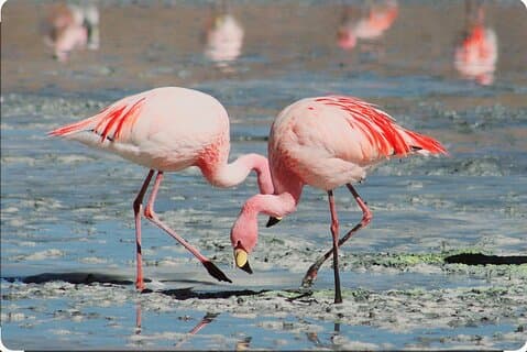 Amantes de las aves en la costa oeste de Cabo Occidental