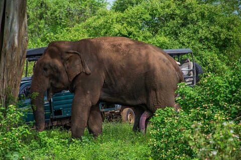 Udawalawa National Park All Inclusive Safari Tour from Hambantota