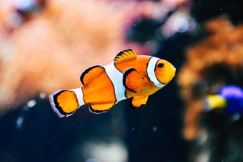Entrada Aquaria KLCC con traslado de ida y vuelta